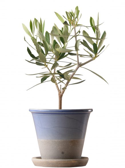K-OR-oropot