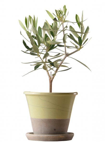 K-OR-oropot