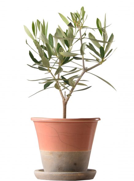 K-OR-oropot