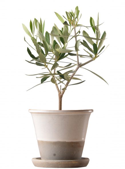 K-OR-oropot