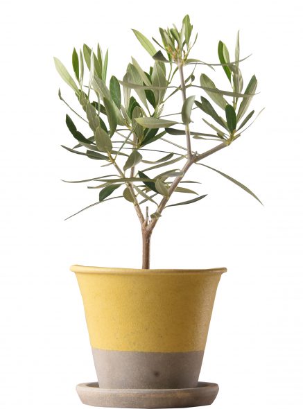 K-OR-oropot