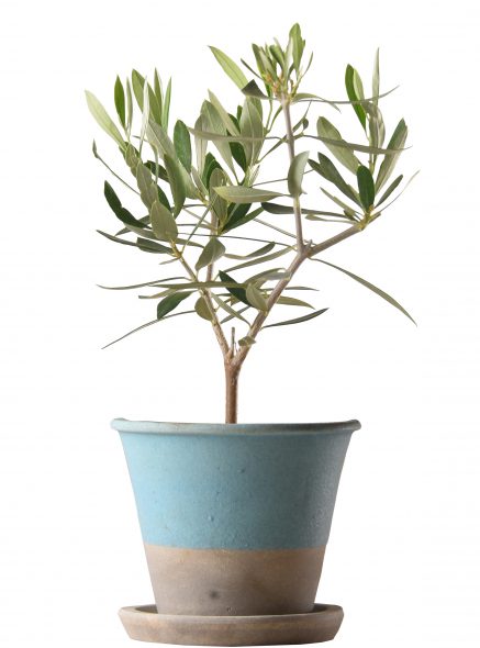 K-OR-oropot
