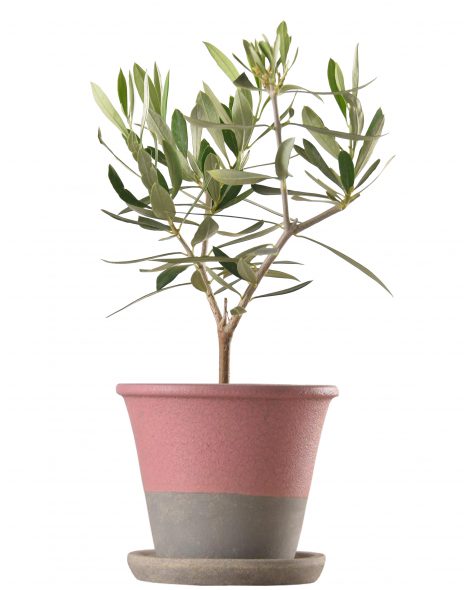 K-OR-oropot
